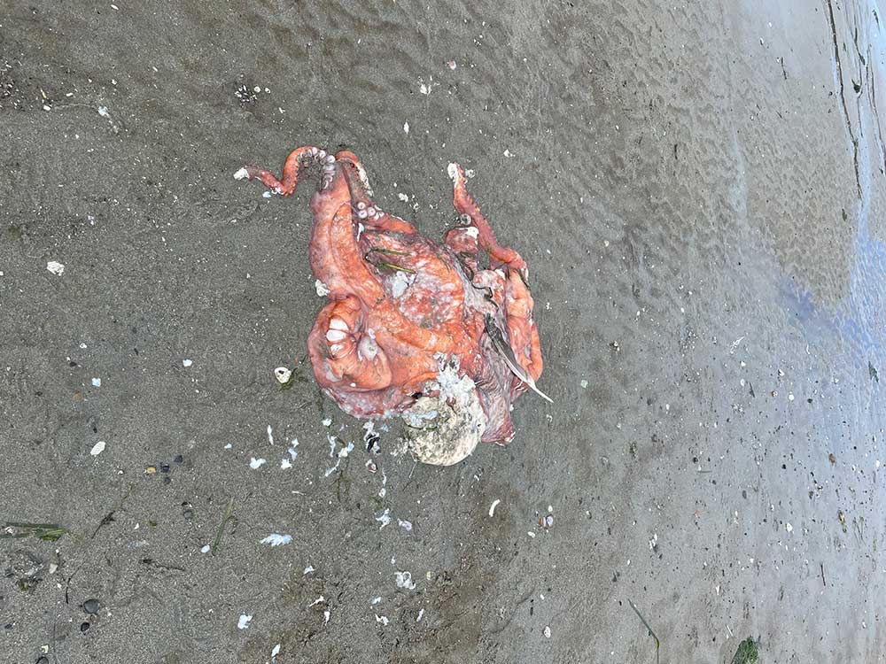 My Octopus Teacher