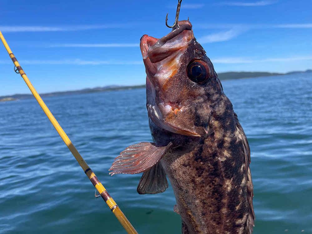 Cod