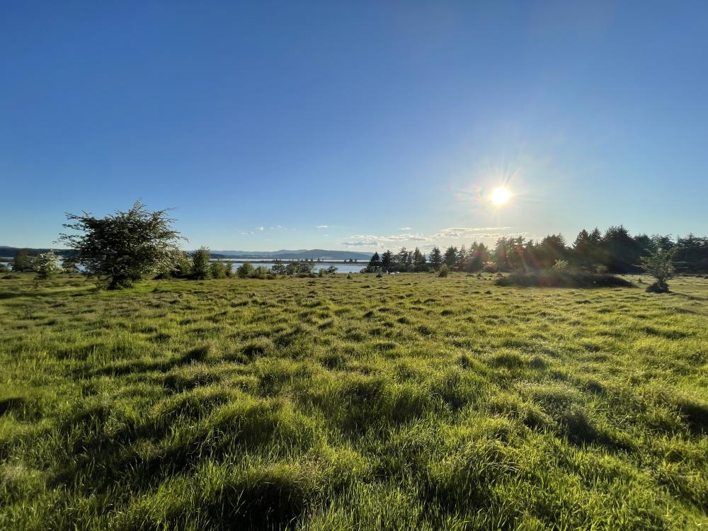 Meadow at Sidney Spit