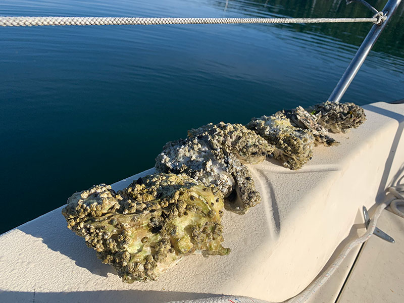 Bringing my oyster haul safely aboard.