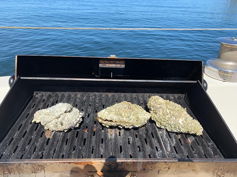 Fresh oysters on the grill!