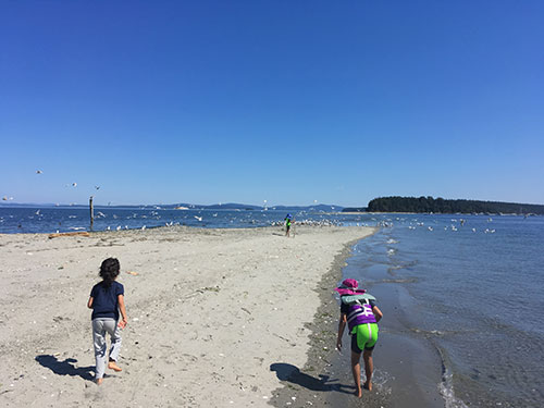 India, Rio and Havana chasing  birds at the Spit.