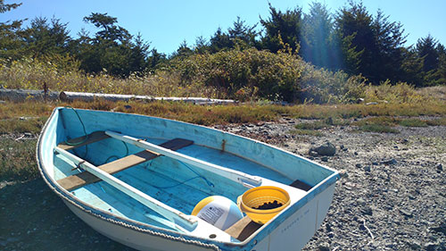 You don't have to hike far after coming ashore to find blackberry bushes hanging under the weight of all the berries. Found a beach ball too!
