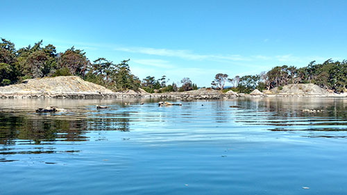 Seals sunning themselves on the rocks.