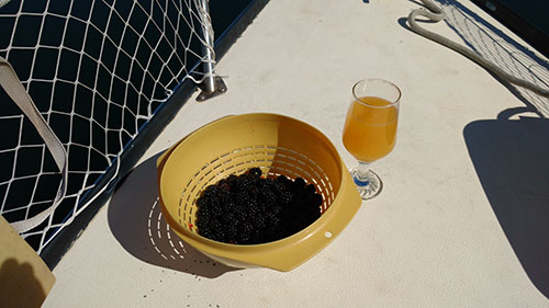 Freshly picked Chatham Island blackberries and a cold glass of San Pelagrino!