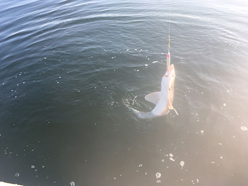 SHARK!