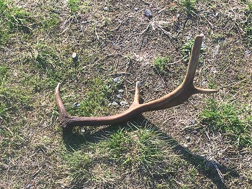 Ta Daaaaaa!  Daddy's bringing home some show and tell kids. Anter found in meadow.