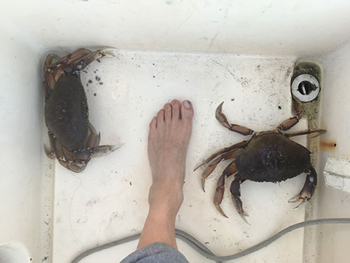 Two crabs and a foot. Thanks Captain Terry.