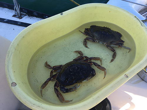 Two more crabs for the crab pot.