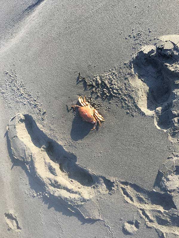 I peed on this dead crab.
