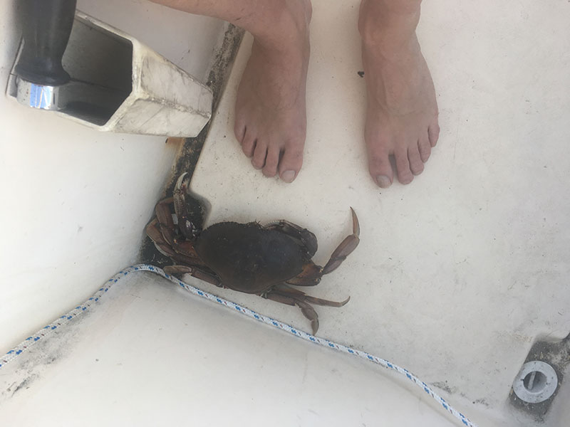 Worse than toe nail fungus....I have crabs!