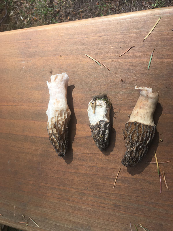 I stumbled across these morels during my after lunch hike.