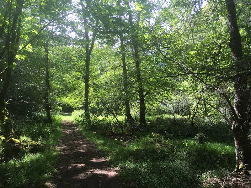 There are many trails through the forest on Sidney Island.