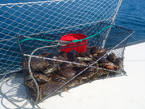 None of these crabs were big enough to keep!