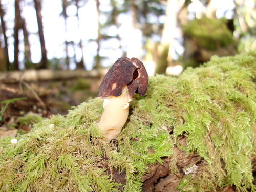 Morel? 