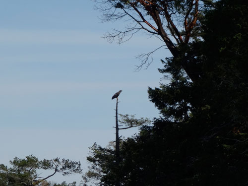 One of my three eagle friends.