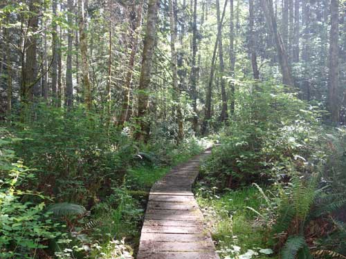 Boardwalked trail.