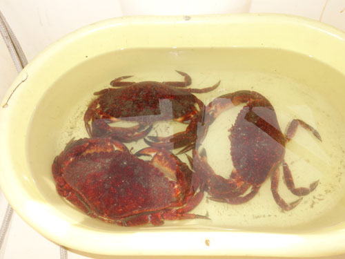 Three rock crabs lounging in the pool.