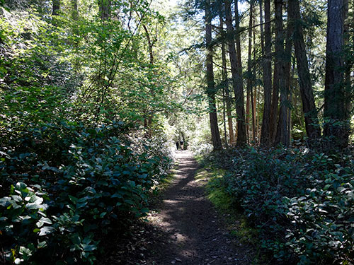 On the trail to Conover Cove.