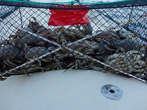 A mess o' crabs