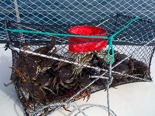 I've never seen this many crabs in a trap before.