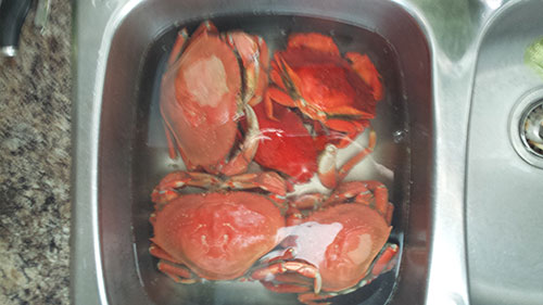 Cooked crabs, cooling in the sink.