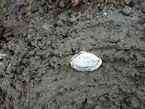 That one clam would make for a pretty weak chowder.