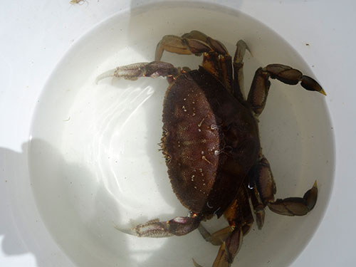 Even the damn crab was too small to keep